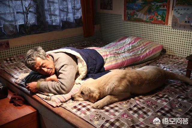 色狗狗电影:除了一条狗的使命、忠犬八公，还有哪些好看的主角是狗狗的电影？
