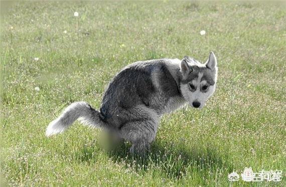 出售纯种泰皇脊背犬:2021年泰皇脊背犬出售 一些流浪狗携带狂犬病毒，无人收留应该怎么办？