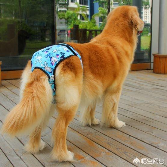 头条问答 狗狗发情了 怎么办 41个回答