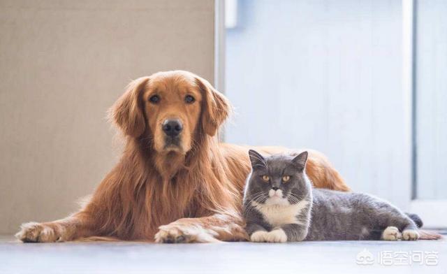 德国牧羊犬与边境牧羊犬性格差异:边境牧羊犬和德国牧羊犬相比，哪个更聪明一点？为什么？ 边境牧羊犬特点和性格特征