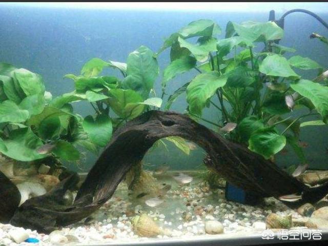 小鱼缸造景:成品鱼缸（森森，闽江）怎么造景比较好，不需要很复杂？