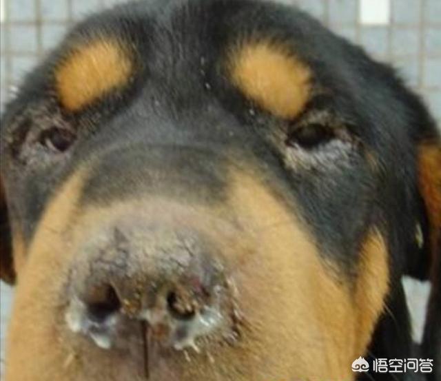 犬瘟病毒怕高温吗:狗狗最大的敌人“犬瘟热”，如何预防犬瘟热？ 犬瘟病毒怕酒精吗