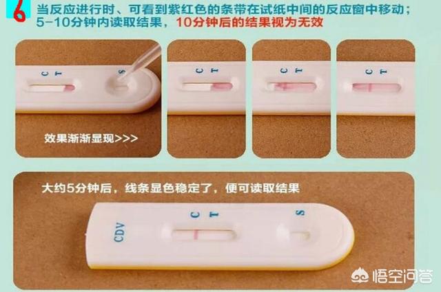 预防犬瘟热中药:狗狗得了细小犬瘟热很多中成药可以治，为什么还要去医院打针？