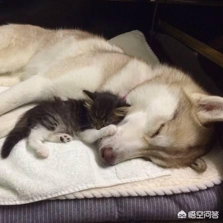 怎样养猫狗:一些老年人喜欢养狗养猫，为什么？ 怎样同时养猫和狗