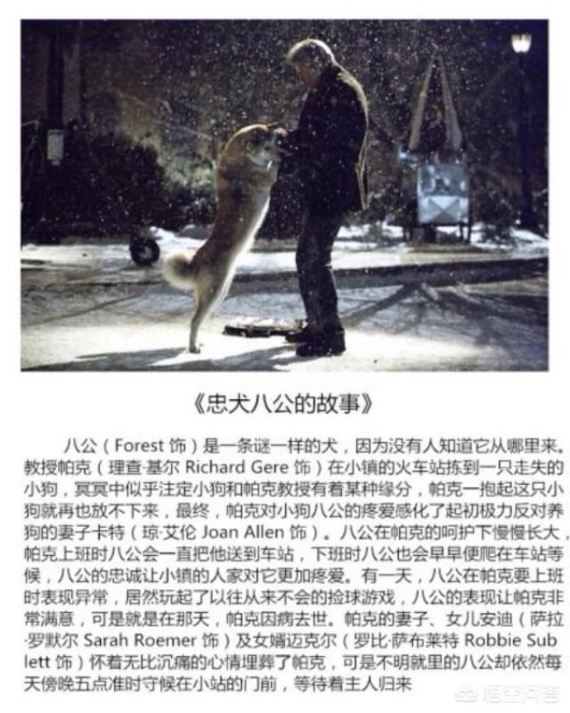 狗坚强作文:我喜欢的狗的忠诚，你喜欢吗？