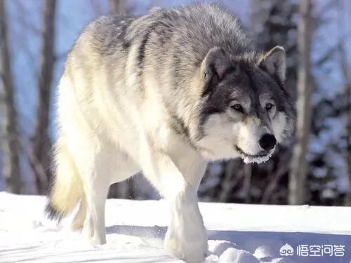 藏獒和狼打架图:藏獒和狼打架直接咬死的视频 五只藏獒打得过一只北美灰狼吗？