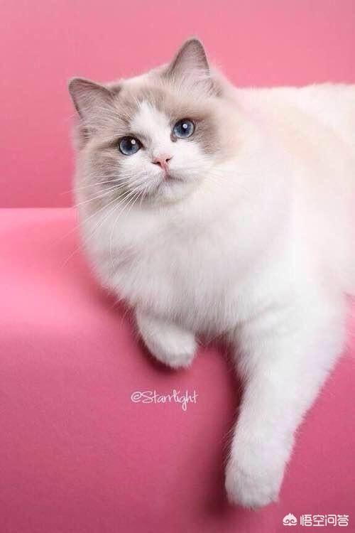 品种猫:品种猫到底是什么意思？有哪些猫是品种猫？