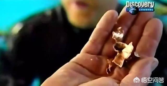 菲凡犬舍上央视视频:在水下多深才能不被子弹射伤？