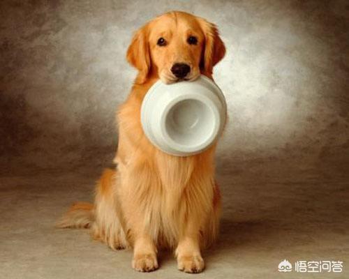 苏缘金毛犬舍:一只金毛大概多少钱，该如何挑选？