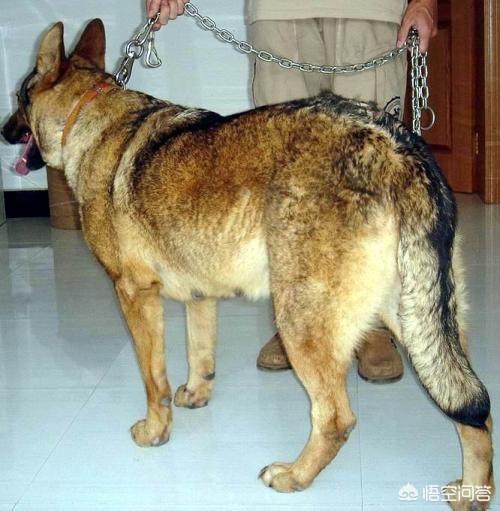 长毛德国牧羊犬:昆明犬与德国牧羊犬有什么区别？