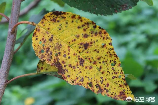 头条问答 - 樱桃樱桃褐斑病有什么好办法治疗吗?(8个回答)