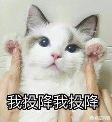 猫咪恨主人的十种表现湖北按摩:猫总用屁股对着主人的脸，是什么原因？