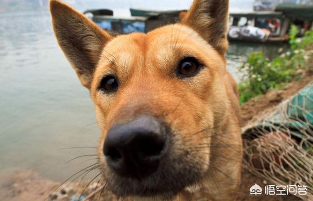 日本土佐和秋田:中国的土狗和日本的柴犬比，输在那里？ 秋田打不赢土佐