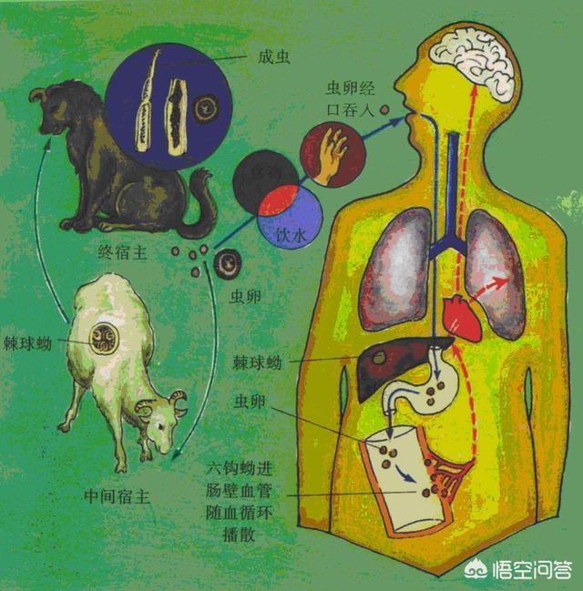 犬钩虫病传染人吗:人得钩虫病传染人吗 狗狗的哪些疾病会传染给人类？