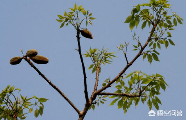 头条问答 木棉树会不会结果 喵喵植物控的回答 0赞