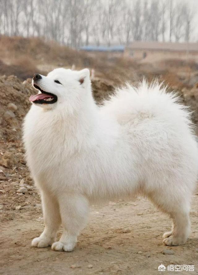 萨摩耶犬好养吗,最近想养个萨摩耶，好养吗？