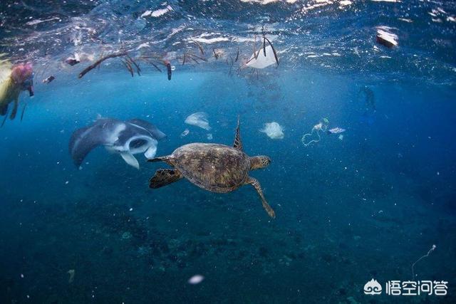 海洋垃圾能否变废为宝，漂浮在海洋的垃圾是怎样处理的