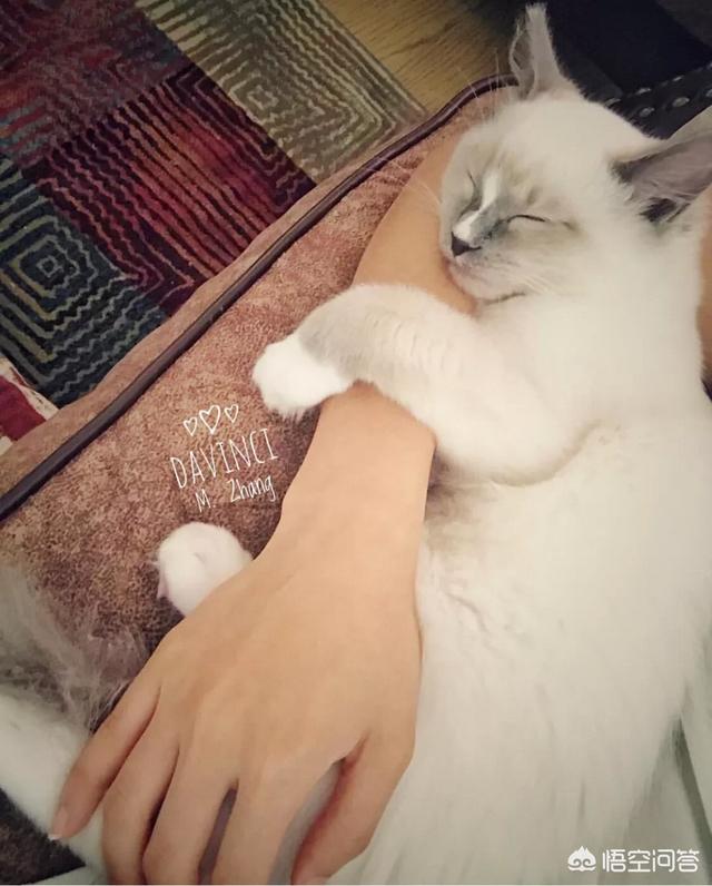 许喵喵mickey:你家猫咪什么时候最黏人黏人的表现是什么