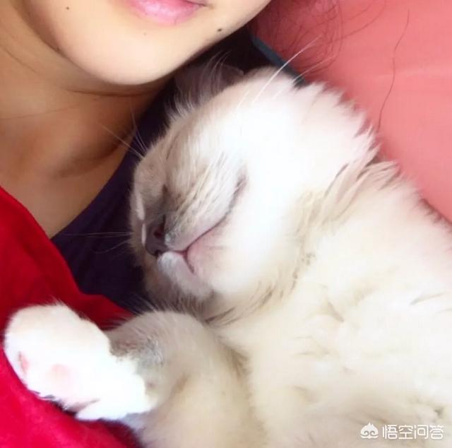 许喵喵mickey:你家猫咪什么时候最黏人黏人的表现是什么