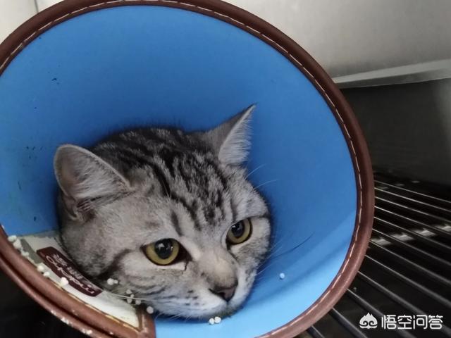 养一只电子宠物猫吧:请高人指点养宠物猫挣点小钱，市场怎么样？