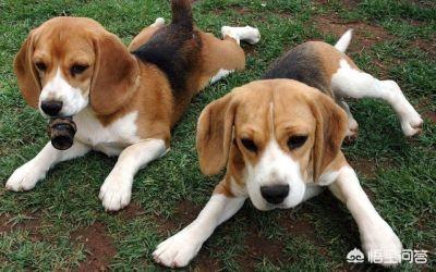 狂犬病症状发烧吗:狂犬病早期有哪些症状？被犬类动物咬后应如何处理？