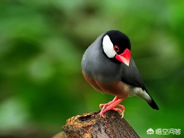 禾雀花:禾雀花有没有认识，有什么价值？