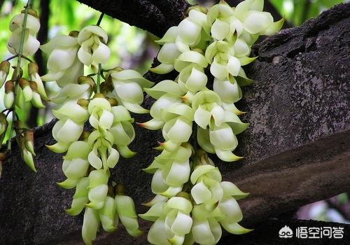 禾雀花:禾雀花有没有认识，有什么价值？