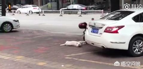守山犬 66721:漳州一男子骑摩托当街给狗投毒，狗狗误食后抽搐死亡，你怎么看？