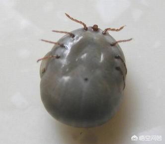 蜱虫在什么地方生活，蜱虫生长在哪里中国有多少种