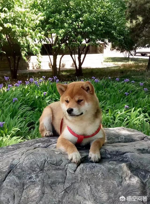 日本柴犬价格:日本柴犬价钱 你们的柴犬都是花了多少钱买的？