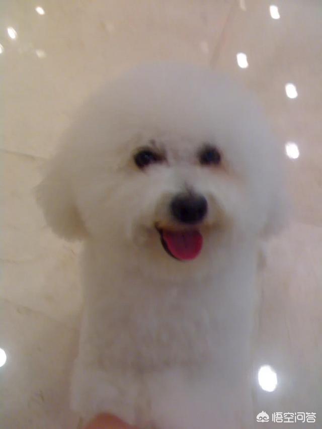 白色贵宾犬造型图片:春晚的这几只小狗好可爱啊！有人知道这种狗狗是什么品种吗？