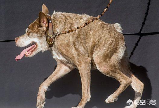 赛级弓背犬图片大全四个月:德牧的背是平的好还是弓的好？ 弓背犬6个月图片