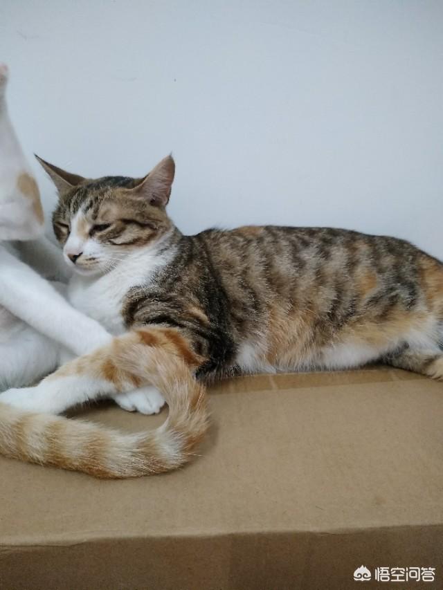 玩具存钱箱愤怒的猫咪:主人打猫的时候猫怎么想？