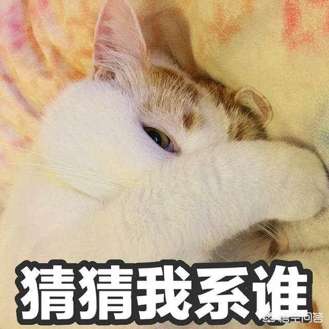 猫咪搞笑图:萌宠可爱搞笑的图片有哪些？ 猫咪搞笑图片
