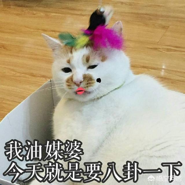 猫咪搞笑图:萌宠可爱搞笑的图片有哪些？ 猫咪搞笑图片