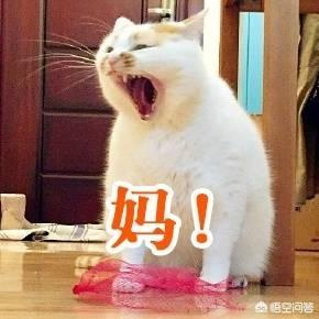 猫咪搞笑图:萌宠可爱搞笑的图片有哪些？ 猫咪搞笑图片
