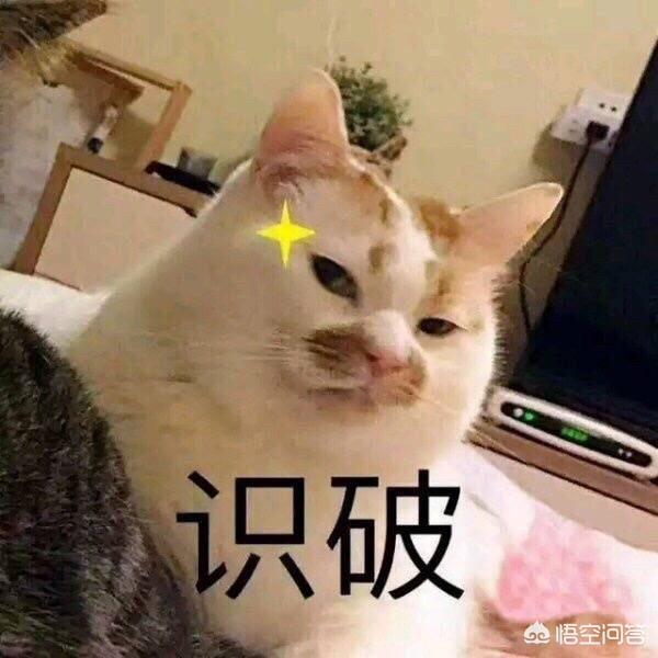 猫咪搞笑图:萌宠可爱搞笑的图片有哪些？ 猫咪搞笑图片