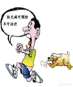 日本狂犬病发病率:被没有狂犬病的狗狗咬了会不会得狂犬病？ 上海狂犬病发病率
