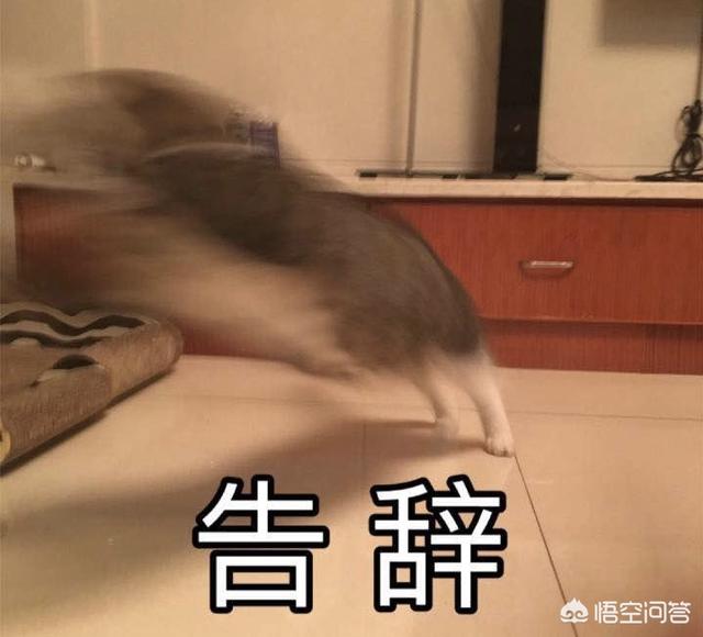 猫咪搞笑图:萌宠可爱搞笑的图片有哪些？ 猫咪搞笑图片