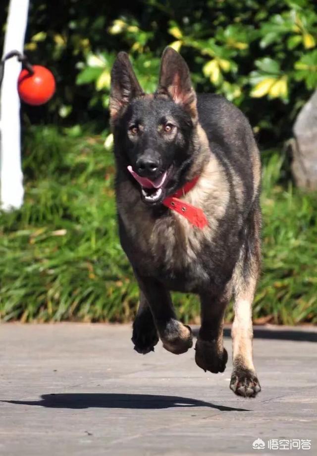 中华田园犬吧:土狗和中华田园犬是一个品种吗？ 中华田园犬吧柴犬