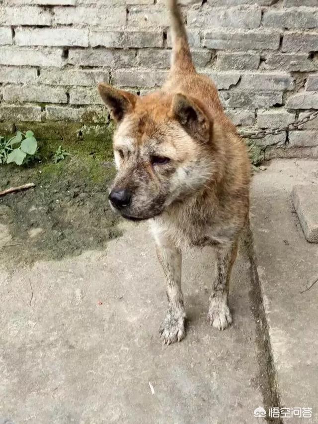 中华田园犬吧:土狗和中华田园犬是一个品种吗？ 中华田园犬吧柴犬