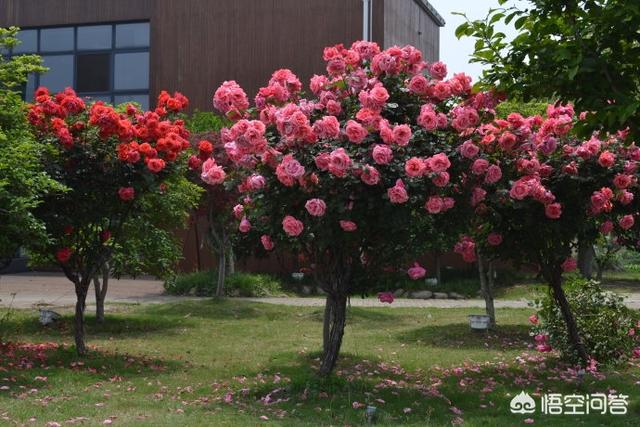 月季花栽培:月季花怎么栽培能活 月季花很常见，我们应该怎样养护，怎样繁殖呢？