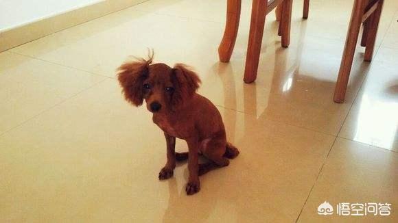 泰迪犬癫痫视频:成年的泰迪狗狗，经常发抖怎么回事？