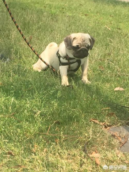 巴哥犬好养吗:饲养巴哥犬，需要知道什么呢？
