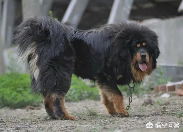藏熬图片中华田园犬:家狗当中的老大是哪个品种？到底是藏獒还是农村的土狗？为什么？ 中华田园犬黑狗图片