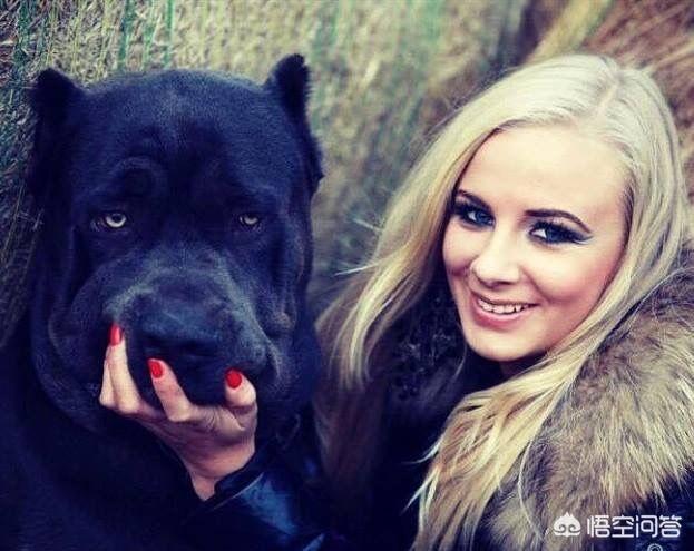 猛犬:我国战斗力排行前三的猛犬是哪些狗？为什么？