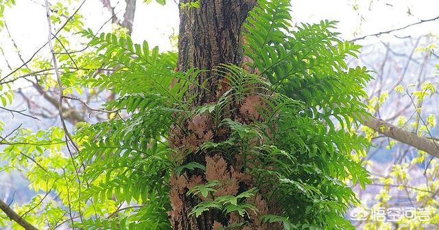 什么植物与香樟树的特点类似:这种附在樟树上的植物叫什么名字？