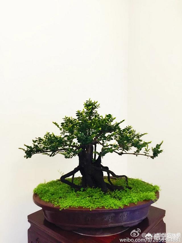想种植盆景 哪种比较好 头条问答