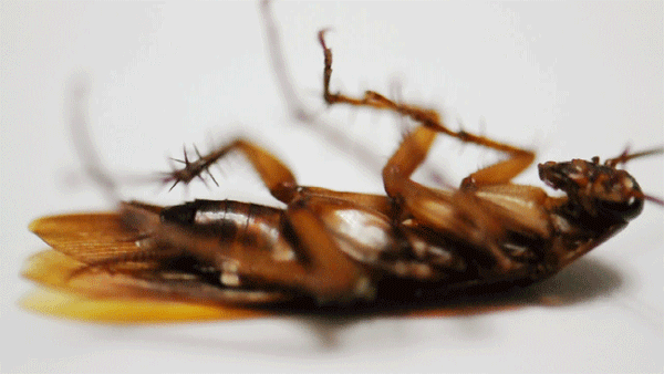 什么是蟑螂的天敌