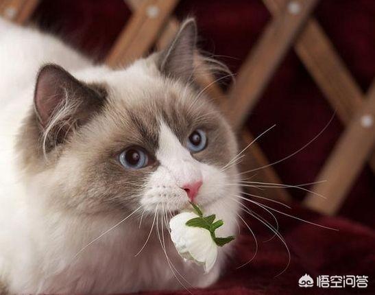 猫吃了猫薄荷饼干吐了:猫呕吐，肚子里的毛吐不出来怎么办？